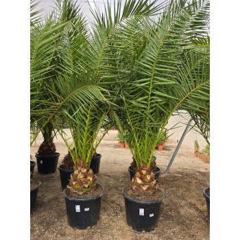 Phoenix canariensis 70 lt -5*/-8*